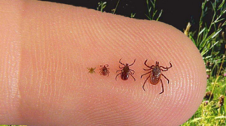 The small Deer Tick, or black-legged tick, is a potential carrier of Lyme Disease. - Flikr