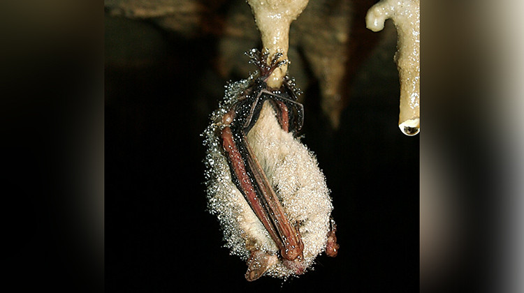 A tri-colored bat hangs from a stalactite in Reeves Cave in Monroe County - Andrew King
/
Flickr