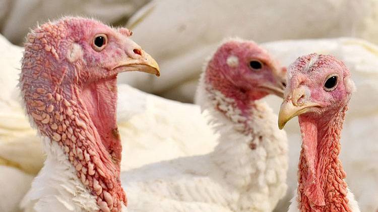 State officials: Bird flu found at 3rd Indiana turkey farm