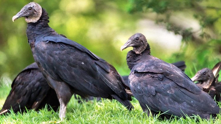 Farmers in southern Indiana say black vultures have been a growing threat to livestock, but -- because they are protected under the Migratory Bird Treaty Act -- any use of lethal force against them requires a permit from the federal government. - Sky Noir/Creative Commons