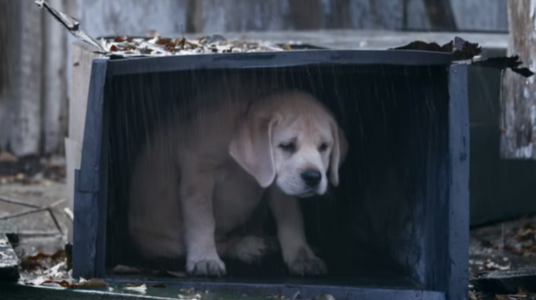 Watch The Super Bowl Or We'll Kick This Dog: The Saddest Ads Ever