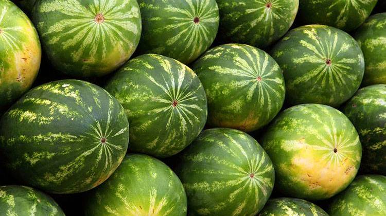 Event promoters say there are more than 7,000 acres of watermelon farms in or around Knox County. - Pixabay/public domain