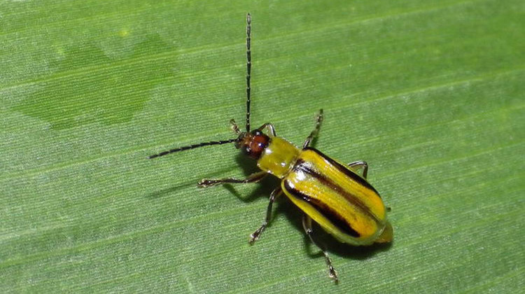 Western corn rootworm — a common pest for Indiana farmers. - Sarah Zukoff/Flickr