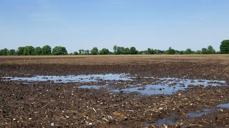 The rains have been preventing many farmers from being able to plant corn.  - Samantha Horton/IPB News