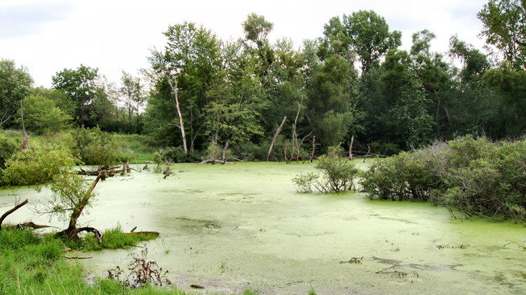 This photo from August 2005 shows a wetland in Marshall County, Indiana. - FILE: Derek Jensen/CC-BY-2.0