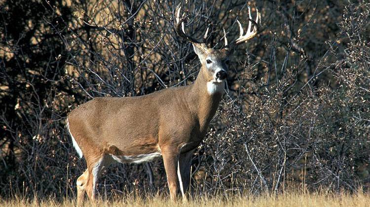 The DNR is on the lookout for Chronic Wasting Disease after a deer tested positive for the disease in Illinois, near the Indiana borders. - Pixabay/public domain