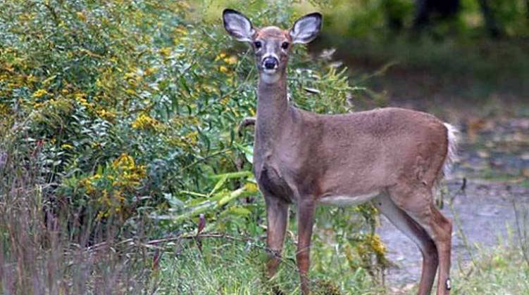 Deer Hunt Plan Approved For Eagle Creek Park