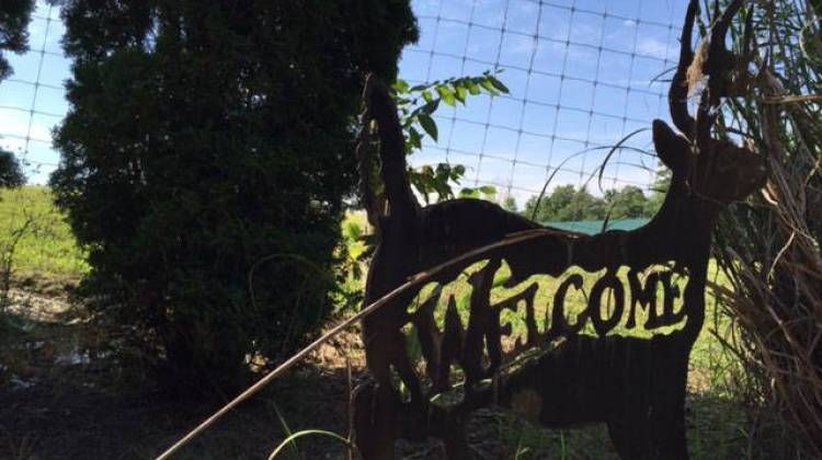 Whitetail Bluff LLC in Corydon is one of four fenced hunting preserves in Indiana. Although it's currently legal and unregulated, the future of the industry is being debated by Hoosier lawmakers. - Payne Horning