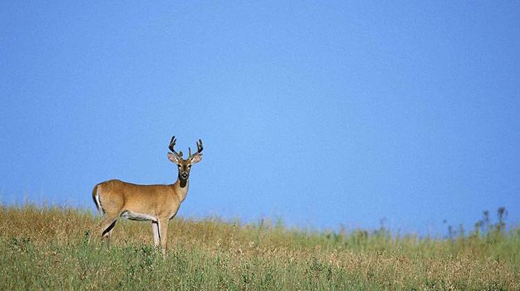 A new law allowing Indiana hunters to use high-powered rifles is drawing concerns about safety and the future of the state's deer herd. - stock photo