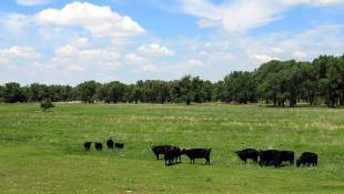 Can The Meat Industry Help Protect Wildlife? Some Say Yes