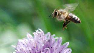 Plan Bee: White House Unveils Strategy To Protect Pollinators 