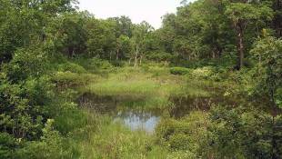 State To Hear Comments On Proposed Wetlands Impact Fee