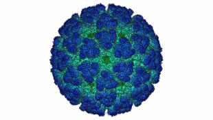 A Nasty Fever Called Chikungunya Hits Close To Home