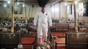Why Are Pig Farmers Still Using Growth-Promoting Drugs?