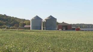 Low Grain Prices Hit Home As Indiana Farmland Value Drops