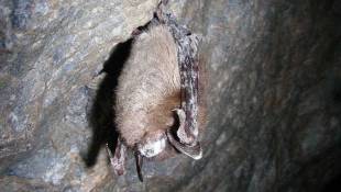 Ball State Professor Working To Find Treatment For Fungus Killing Bats At Record Rates