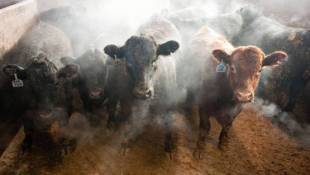 FDA Found Drugs Used In Food Animals To Be 'High Risk'