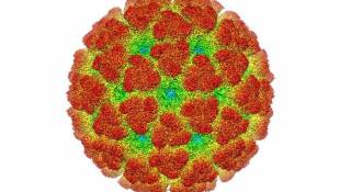 Indiana Has 6 New Cases Of Caribbean Fever