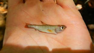 California's Pot Farms Could Leave Salmon Runs Truly Smoked