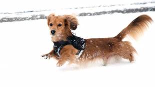 Icy Temps Can Be Dangerous For Pets, Too