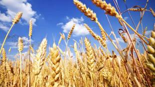 Less Nutritious Grains May Be In Our Future