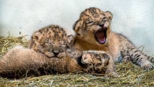 Indianapolis Zoo Welcomes Three Lion Cubs