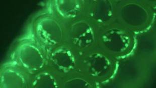 Why Engineers Want To Put B Vitamins In 3-D Printers