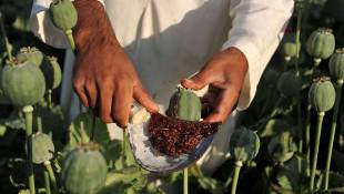 Afghan Farmers: Opium Is The Only Way To Make A Living