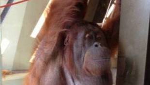 Orangutan Center Highlights Conservation Efforts