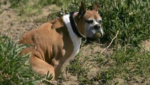 Everyone Poops, But Dogs Do It With Magnetism