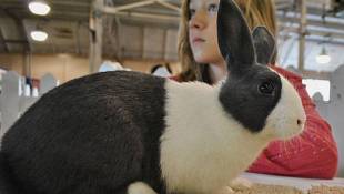 Bill Permitting School Skips For State Fair Passes Senate