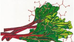 When Edible Plants Turn Their Defenses On Us