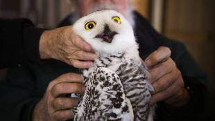Trapping And Tracking The Mysterious Snowy Owl