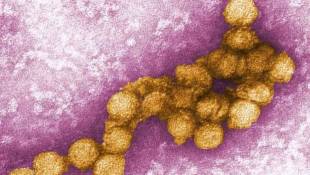 State Health Officials Announce West Nile Virus Death