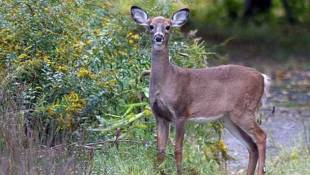 Deer Hunting Proposed At Eagle Creek Park
