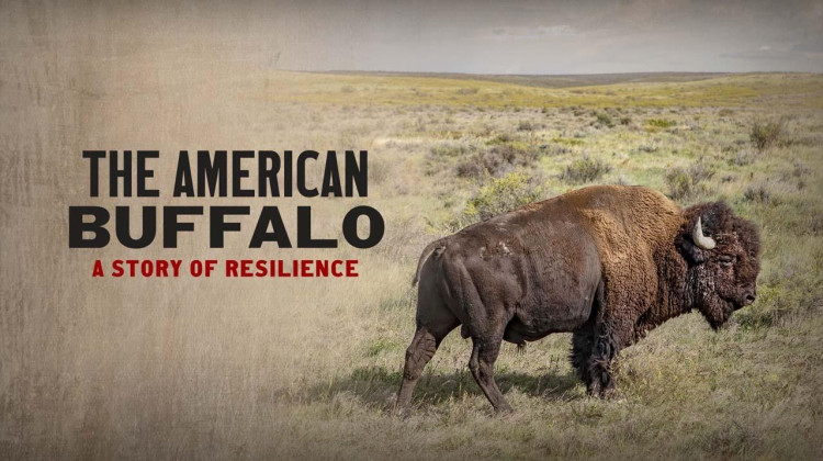 The American Buffalo | Film Discussion