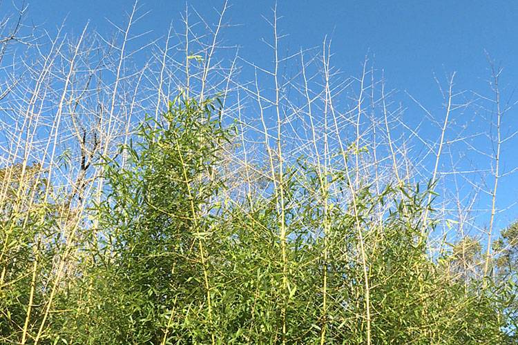 Should There Be Rules Restricting Bamboo Planting?