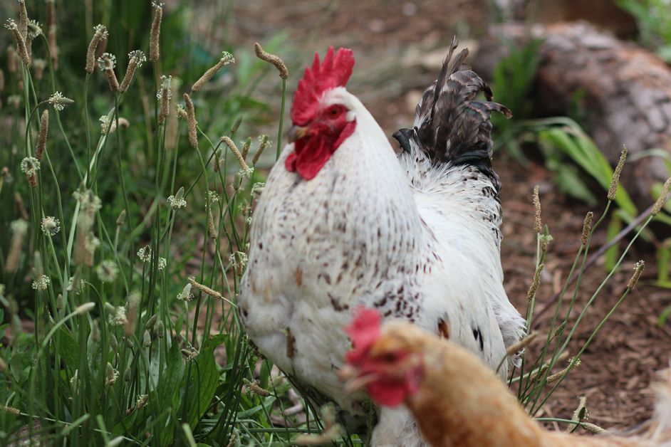 Many of the Green Team youth have watched the chickens hatch and grow. Now the chickens produce eggs that the Green Team either takes back home to their families or give out to local food pantries.