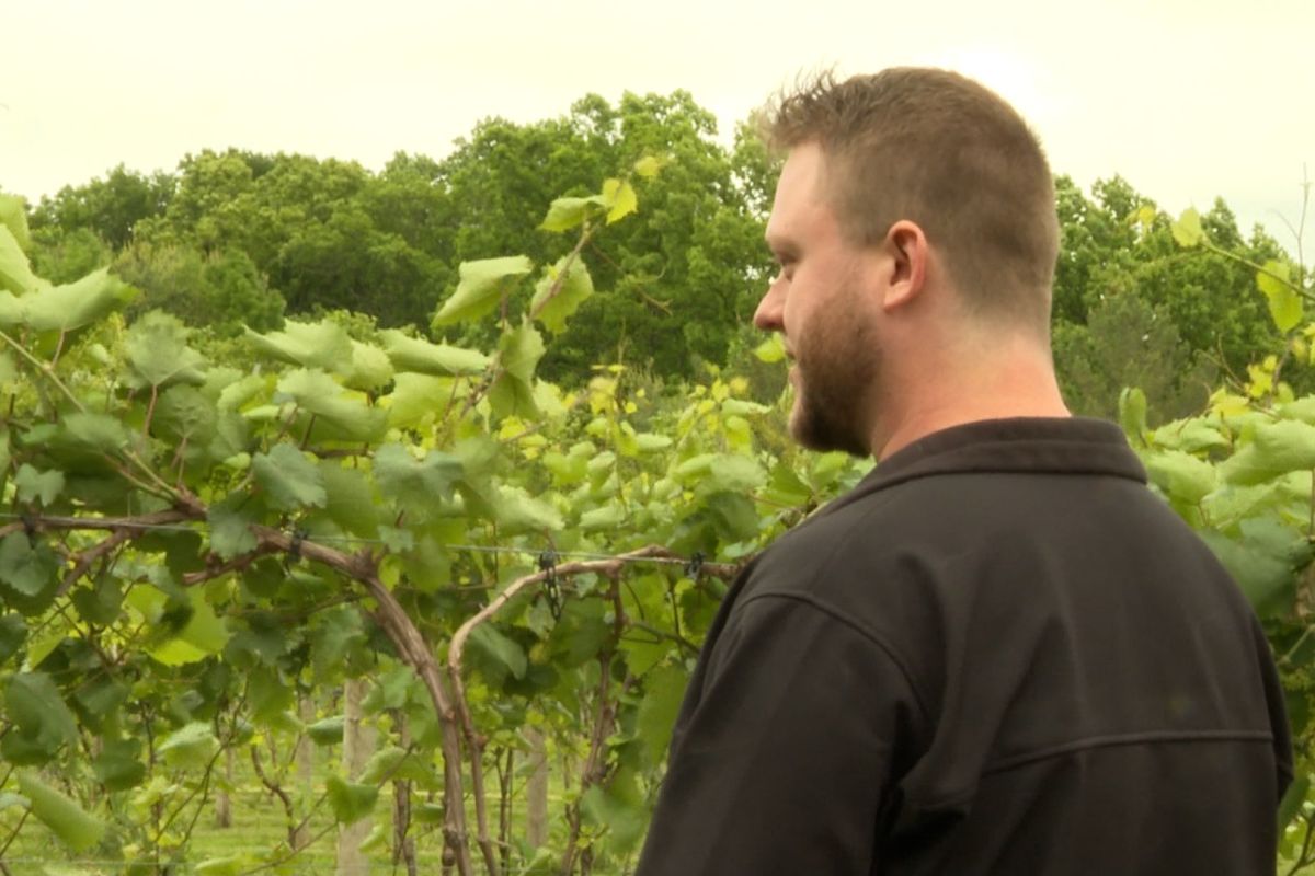 Cody Leaderbrand says he goes through and checks the vines for insects multiple times a week.