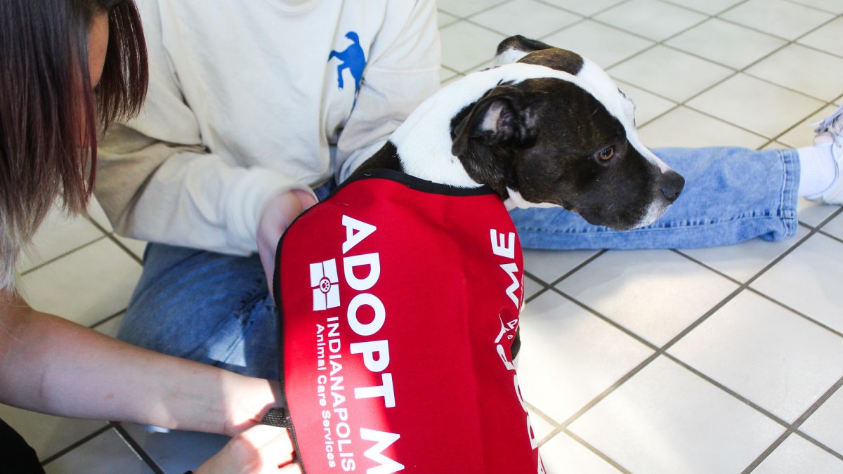 Staffers at Indianapolis Animal Care Services strap a vest with the words "Adopt me" onto Lady, hoping the branding will attract adopters on any outings.