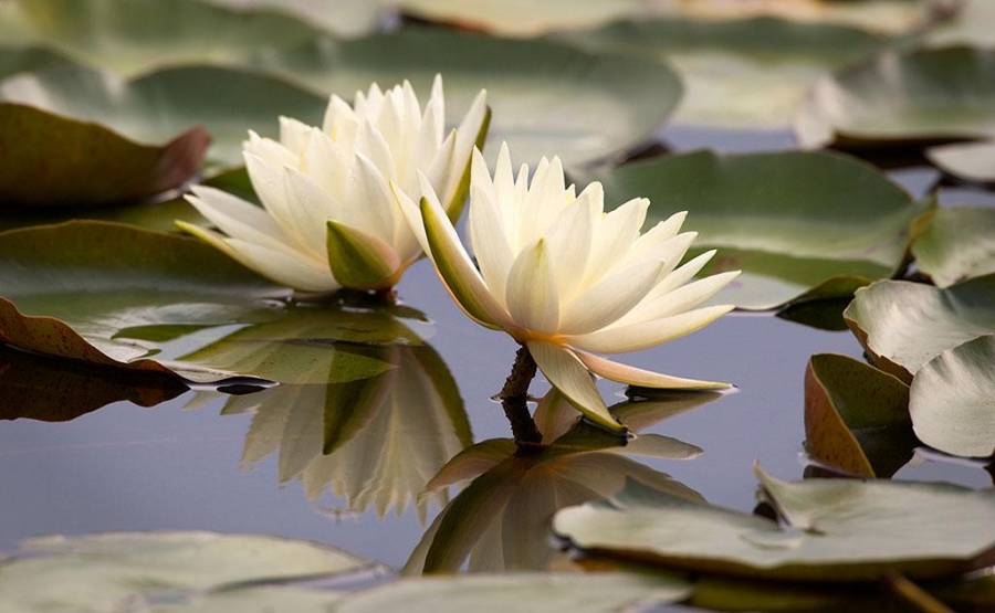 This photograph by Henry Domke of a waterlily has sold more than 150 times to clinics and hospitals nation-wide.