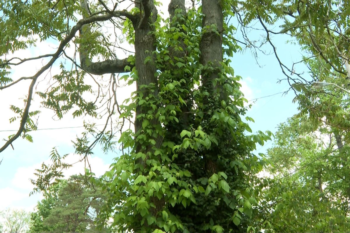 The tree of heaven is the spotted lanternfly's preferred host plant.