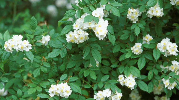 Great Lakes Group Wants Your Help To Stop Woody Invasive PlantsThis is what an invasive multiflora rose looks like in the springtime. - James H. Miller, USDA Forest Service/Bugwood.org