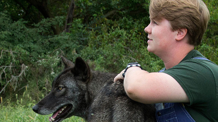 In this photo taken sometime between September and November 2018 and provided by Wolf Park, intern Alexandra Black trains with Khewa the wolf at Wolf Park in Battle Ground, Ind.  - Monty Sloan/Wolf Park via AP