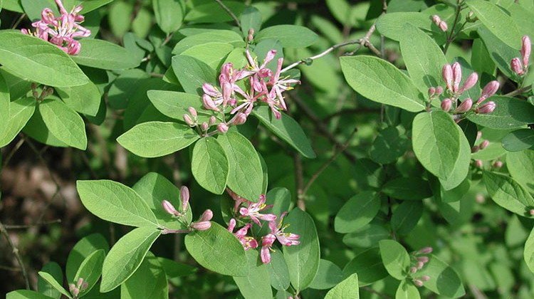 Bell's honeysuckle is one of 44 invasive plant species that will be illegal to sell in Indiana. - Leslie J. Mehrhoff/University of Connecticut, Bugwood.org