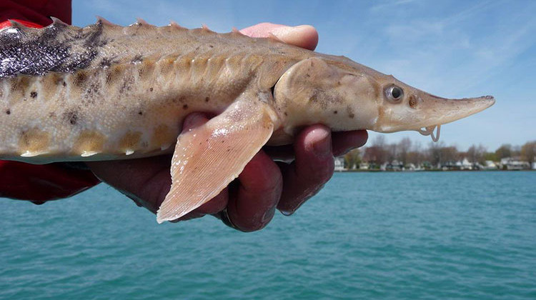A juvenile lake sturgeon captured during a fisheries assessment in the St. Clair-Detroit River System.  - James Boase/USFWS