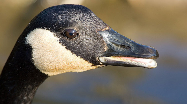 Police: Goose Attacks 2 People In Suburban Indianapolis
