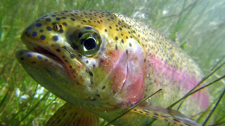 The DNR says it will have stocked more than 23,000 rainbow trout in 17 streams covering 12 counties for the opener. - Pacific Southwest Region USFWS