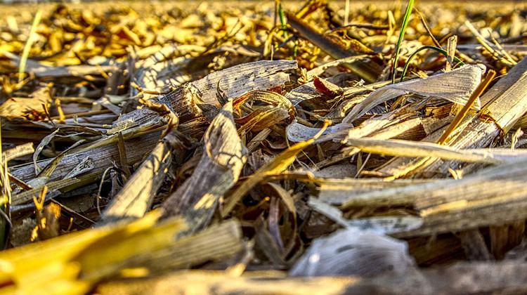 The faciity in Rushville, Indiana will process maize straw from fields into a peat moss substitute for agricultural uses and foam products for material science uses. - Pixabay/public domain