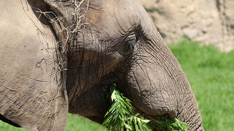 The Indianapolis Zoo says the prognosis for male Africa elephant Kedar improves each day. - Carla Knapp/Indianapolis Zoo